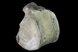 Fossil Whale Thoracic Vertebra - South Carolina #137567-3